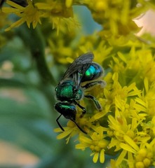 Augochloropsis viridula
