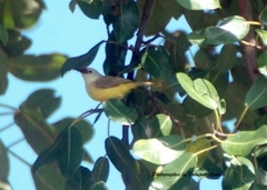 Eremomela pusilla