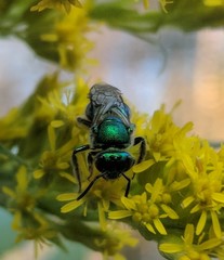 Augochloropsis viridula