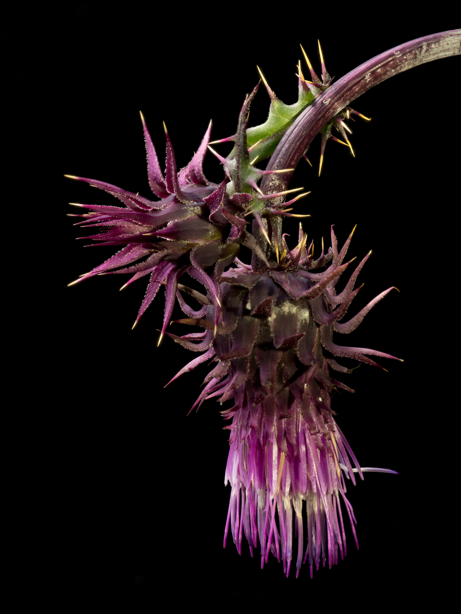 Cirsium vinaceum