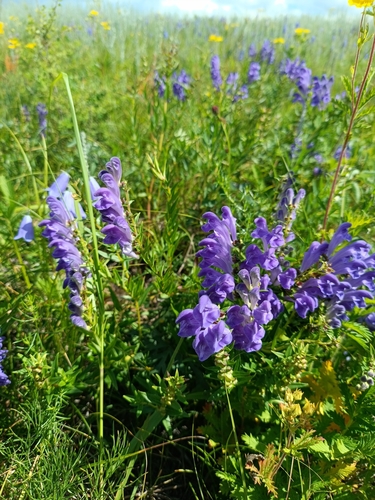 Baikal skullcap (Scutellaria baicalensis)