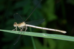 Platycnemis pennipes