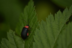 Asphaera abdominalis