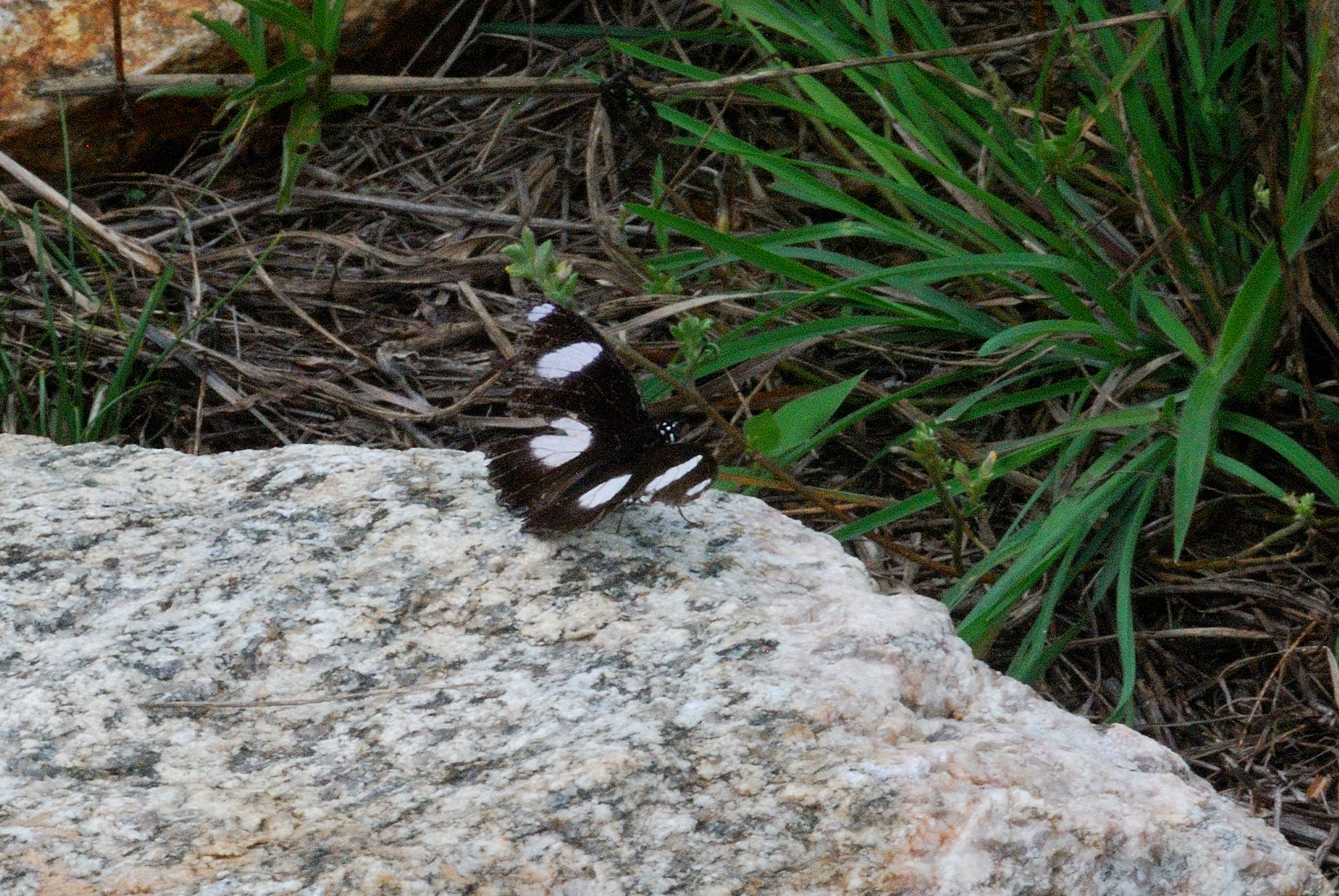 Danaid Eggfly