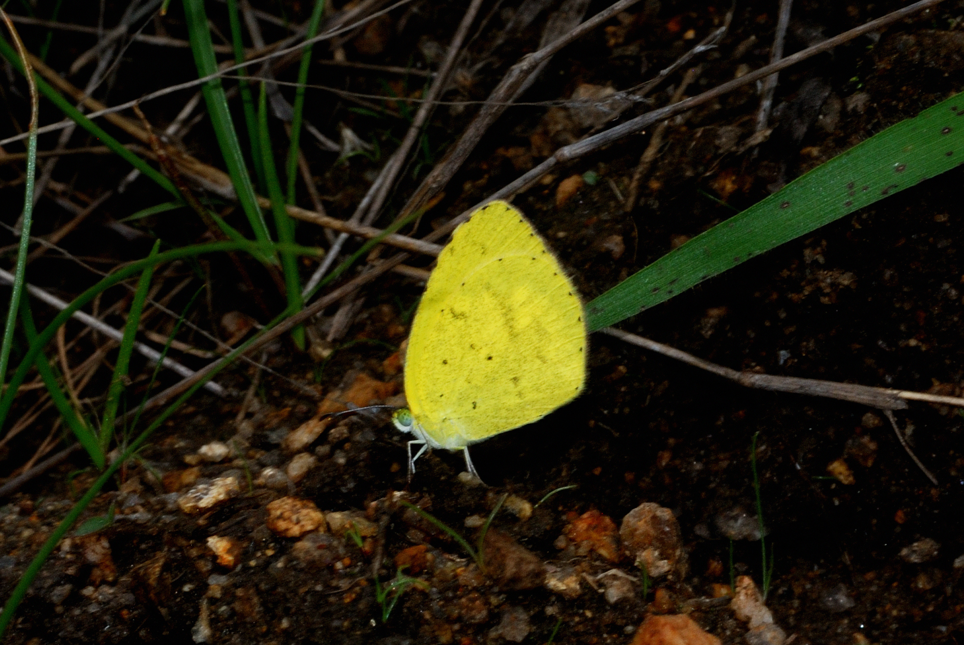 Small Grass Yellow