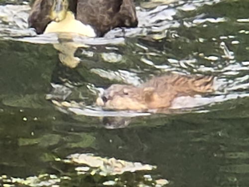 Muskrat