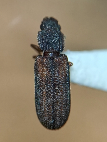 Bitoma gracilis