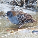 Dot-winged Crake - Photo (c) xolmis, some rights reserved (CC BY-NC), uploaded by xolmis