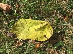 Aristolochia macrophylla