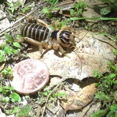 Ammopelmatus pictus