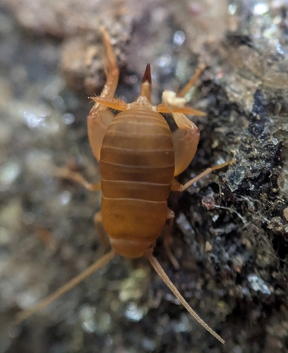 Eastern Ant Cricket photo 2