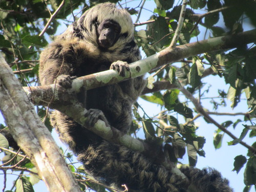 Gray's Bald-faced Saki
