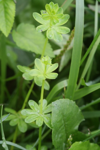 Paprastasis lipikas nuotrauka