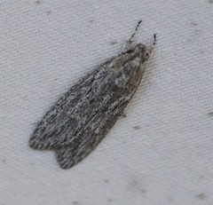 Phloeograptis obliquata