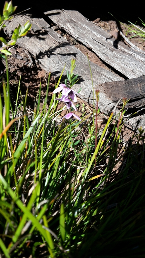 Tetratheca gunnii