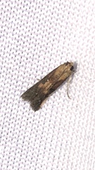 Honora montinatatella