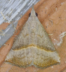 Hypena degesalis
