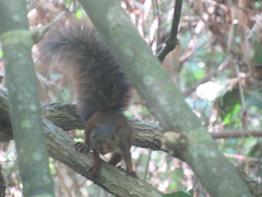 Sciurus spadiceus
