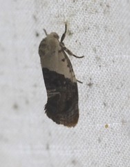 Hypertropha chlaenota