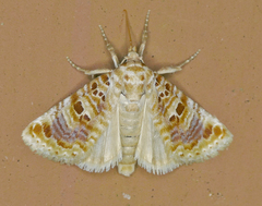 Diastema tigris