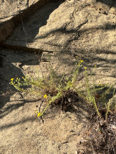 Santa Susana tarplant (Deinandra minthornii)