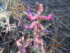 Astragalus tephrodes