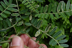 Liriomyza clianthi