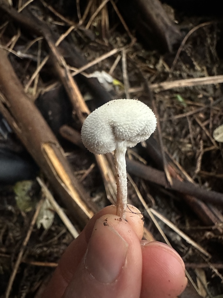 Tympanella galanthina · August 2025 · photo: © marmalade101 (iNaturalist, cc0)