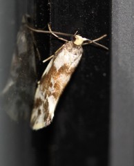 Lactura cristata