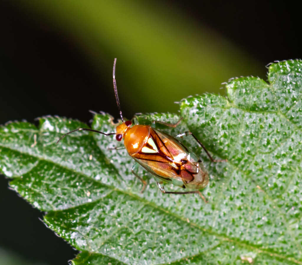 Plant bug