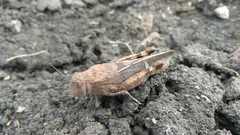Leprus