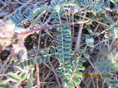 Astragalus tephrodes
