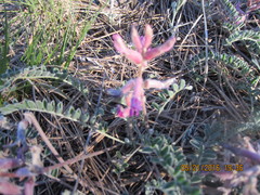Astragalus tephrodes