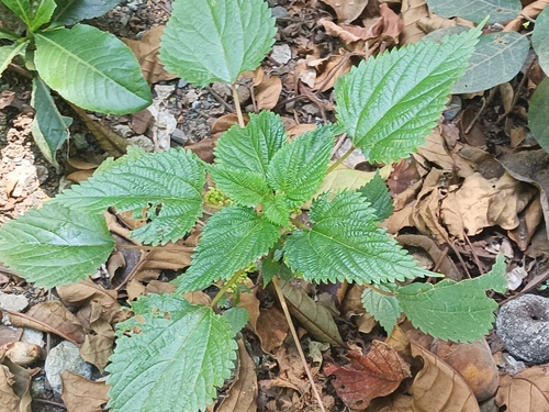 Hawaii Woodnettle (Laportea interrupta)