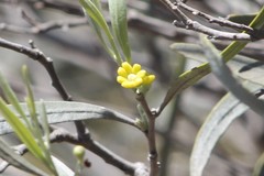 Alectryon oleifolius