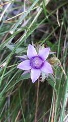 Gentianella anisodonta