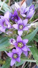 Gentianella anisodonta