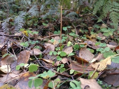 Macrotyphula fistulosa