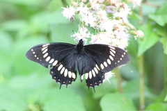 Papilio scamander