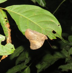 Selenophanes cassiope