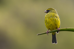 Forest Canary photo 4