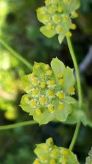Bupleurum stellatum