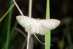 Idaea dilutaria
