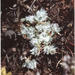 Paronychia ahartii - Photo J. Molter, sin restricciones conocidas de derechos (dominio público)