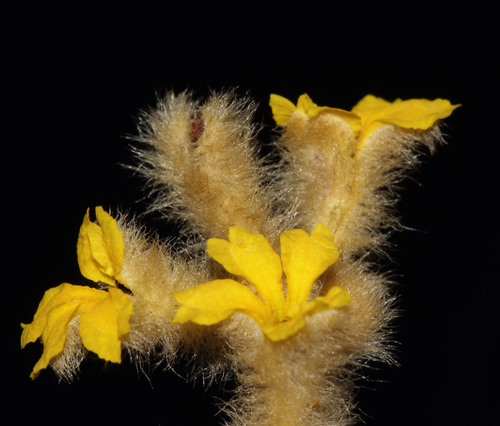Dampiera luteifolia observed 2013-10-17