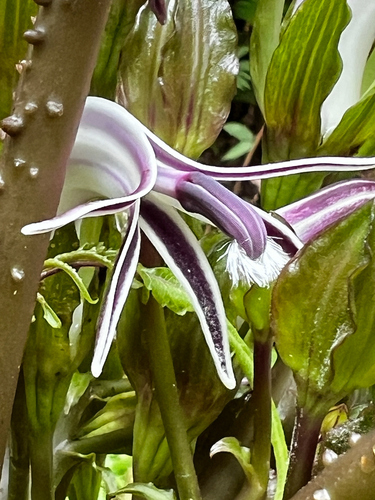 Cyanea grimesiana