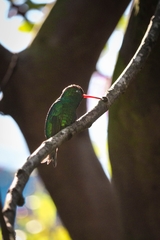 Chlorostilbon lucidus