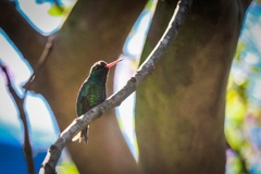 Chlorostilbon lucidus