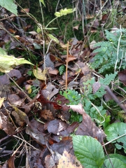 Macrotyphula fistulosa