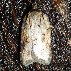Acleris ptychogrammos